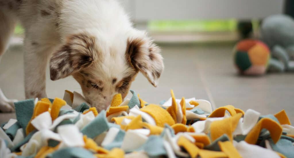 Image courtesy of Unsplash: https://unsplash.com/photos/a-puppy-playing-with-a-pile-of-shredded-paper-5KyqawnSxBc
